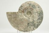 Silver Iridescent Ammonite (Cleoniceras) Fossil - Madagascar #219589-1